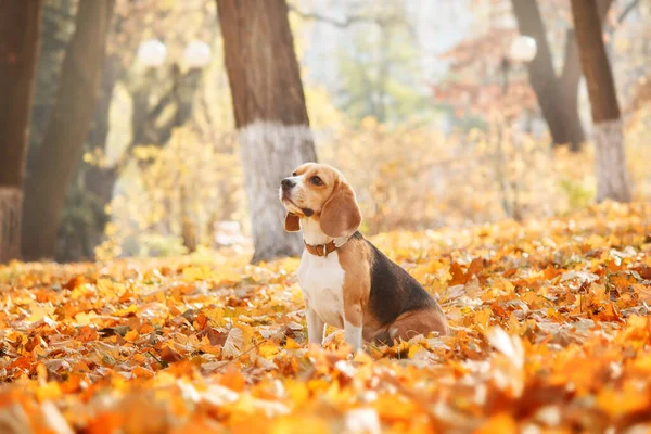 Beagle Hund Herbstlaub Ein Entzückendes Archivfoto Das Die Freude Und — Stockfoto
