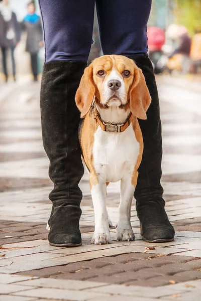 Beagle Kutya Őszi Levelek Egy Elragadó Stock Fotó Megragadja Öröm — Stock Fotó