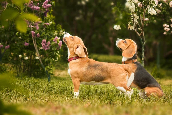 Beagle Πορτρέτο Σκύλου Ένα Φόντο Της Φύσης Γοητεία Και Την — Φωτογραφία Αρχείου