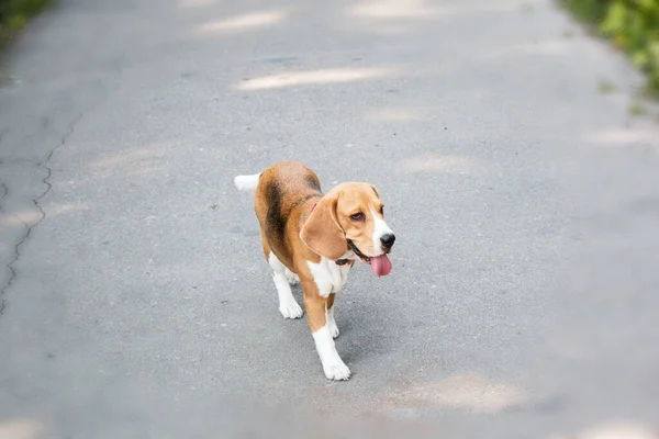 Pies Beagle Portret Tle Natury Urok Osobowość Tej Rasy — Zdjęcie stockowe