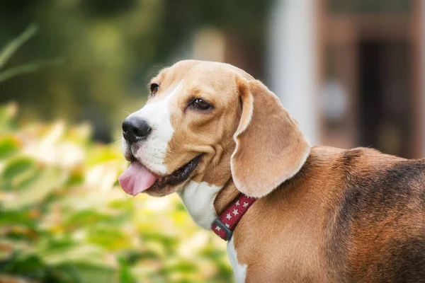 Beagle Hundeporträt Vor Naturkulisse Der Charme Und Die Persönlichkeit Dieser — Stockfoto