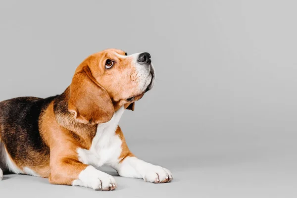 stock image Beautiful beagle dog on grey studio background - a captivating stock photo capturing the charm and elegance of this beloved breed. The beagle's expressive eyes and adorable floppy ears make it a perfect subject for pet lovers