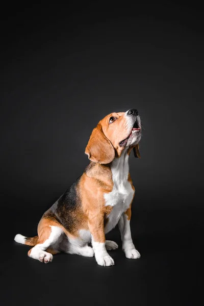 stock image Beautiful beagle dog on a black studio background - a striking stock photo capturing the charm and character of this popular breed