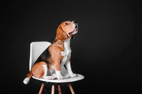 Anjing Beagle Yang Cantik Latar Belakang Studio Hitam Foto Stok — Stok Foto