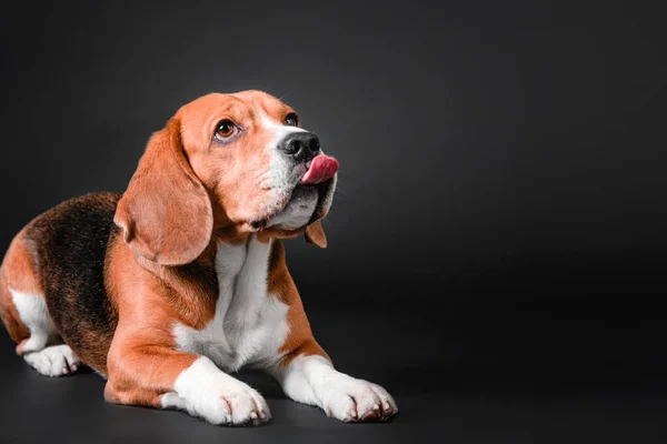 stock image Beautiful beagle dog on a black studio background - a striking stock photo capturing the charm and character of this popular breed