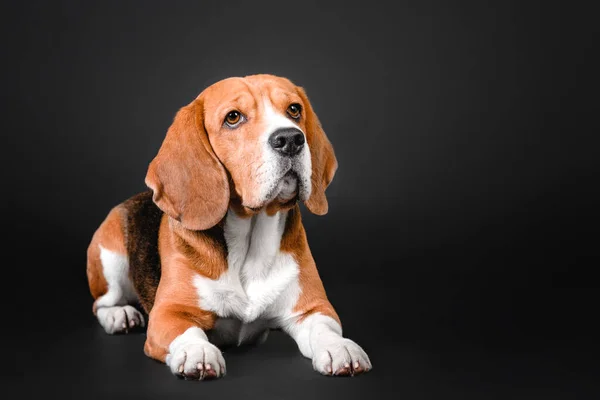 stock image Beautiful beagle dog on a black studio background - a striking stock photo capturing the charm and character of this popular breed