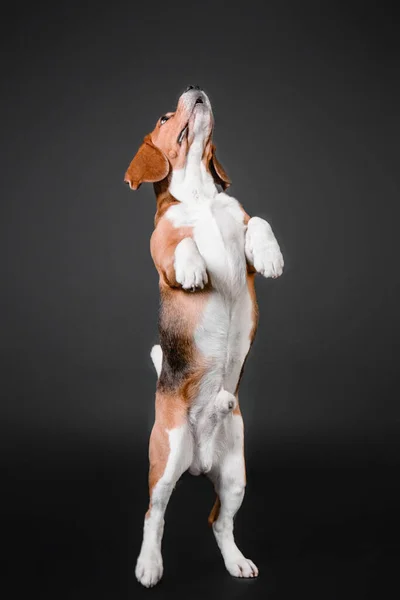 Piękny Pies Beagle Czarnym Tle Studio Uderzające Zdjęcie Akcji Rejestrujące — Zdjęcie stockowe