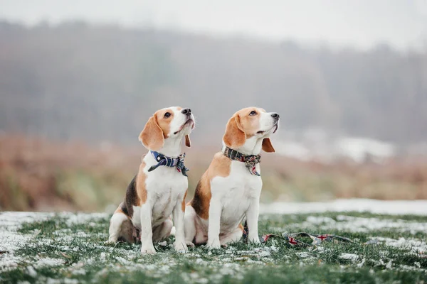 Beagle Hundeporträt Vor Naturkulisse Der Charme Und Die Persönlichkeit Dieser — Stockfoto