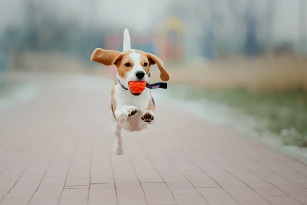 Beagle Dog Portrait Nature Backdrop Charm Personality Breed — Stock Photo, Image