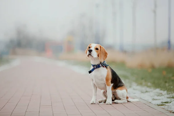Портрет Собаки Фоне Природы Очарование Личность Этой Породы — стоковое фото