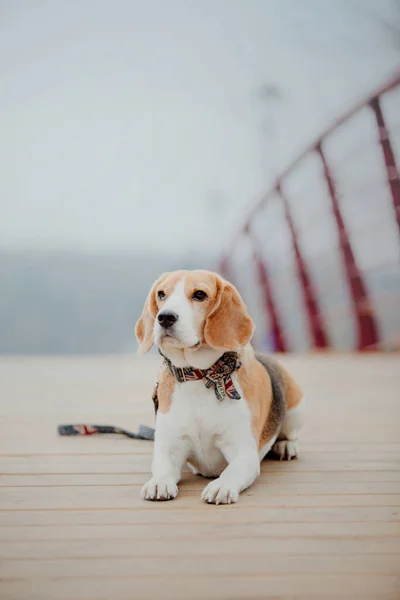 Портрет Собаки Фоне Природы Очарование Личность Этой Породы — стоковое фото