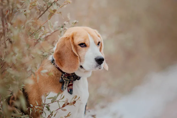 Beagle Retrato Perro Contra Telón Fondo Naturaleza Encanto Personalidad Esta —  Fotos de Stock