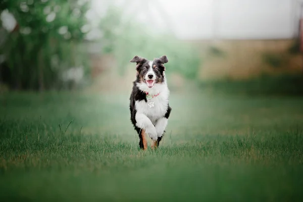 Australische Herder Aussie Hond Wandelen Een Prachtig Stedelijk Park Een — Stockfoto