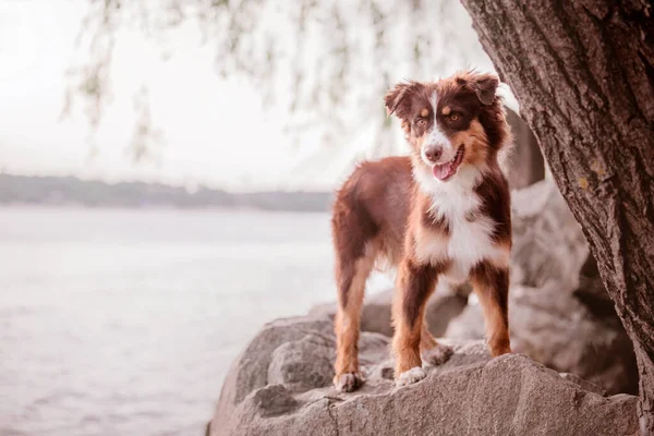 Australische Herder Aussie Hond Wandelen Een Prachtig Stedelijk Park Een — Stockfoto
