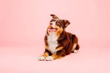 Pembe arka planda Avustralyalı çoban köpeği. Bu enerjik ve zeki türün canlı kişiliğini ve çarpıcı görünümünü gösteren büyüleyici bir stok fotoğrafı.. 