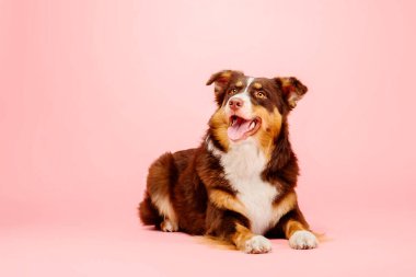 Pembe arka planda Avustralyalı çoban köpeği. Bu enerjik ve zeki türün canlı kişiliğini ve çarpıcı görünümünü gösteren büyüleyici bir stok fotoğrafı.. 