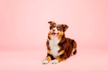 Pembe arka planda Avustralyalı çoban köpeği. Bu enerjik ve zeki türün canlı kişiliğini ve çarpıcı görünümünü gösteren büyüleyici bir stok fotoğrafı.. 