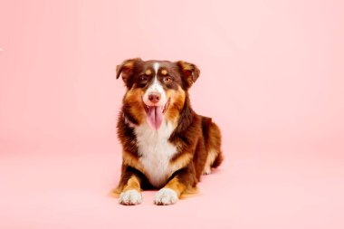 Pembe arka planda Avustralyalı çoban köpeği. Bu enerjik ve zeki türün canlı kişiliğini ve çarpıcı görünümünü gösteren büyüleyici bir stok fotoğrafı.. 