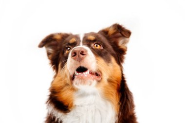 Avustralya çoban köpeği beyaz bir arka planda izole edilmiş. Bu zeki ve enerjik türün güzelliğini ve çekiciliğini gösteren büyüleyici bir stok fotoğrafı. Köpeğin anlamlı gözleri.