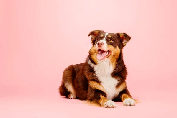 Αυστραλιανό Shepherd Σκυλί Ένα Ροζ Φόντο Μια Σαγηνευτική Φωτογραφία Απόθεμα — Φωτογραφία Αρχείου