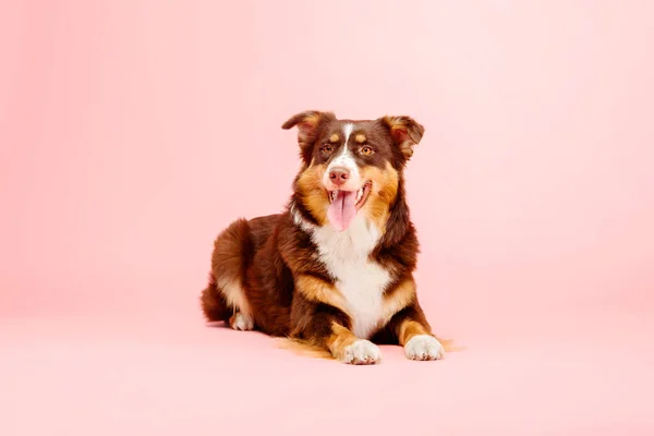 Australian Shepherd Koira Vaaleanpunainen Tausta Kiehtova Varastossa Valokuva Esittelee Elinvoimainen — kuvapankkivalokuva
