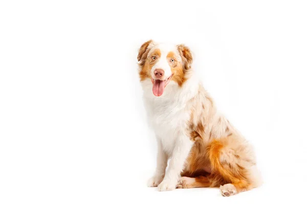 Australian Shepherd Dog Isoliert Auf Weißem Hintergrund Ein Fesselndes Archivfoto — Stockfoto