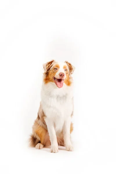 Australian Shepherd Dog Isoliert Auf Weißem Hintergrund Ein Fesselndes Archivfoto — Stockfoto