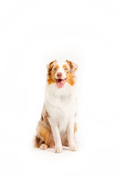 Австралійський Шепард Собака Ізольований Білому Тлі Захоплива Фотографія Яка Свідчить — стокове фото
