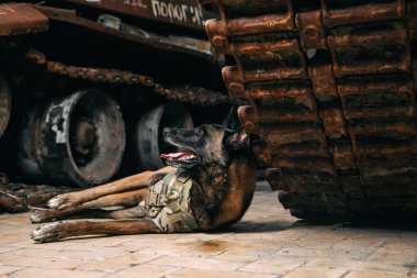 Malinois Dog kurşun geçirmez yeleklerle askeri ekipmana karşı. Belçika Çoban Köpeği Malinois