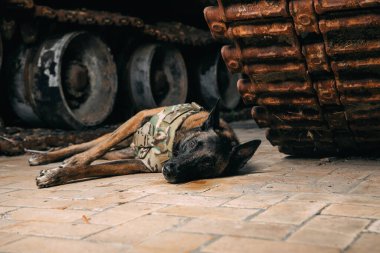 Malinois Dog kurşun geçirmez yeleklerle askeri ekipmana karşı. Belçika Çoban Köpeği Malinois