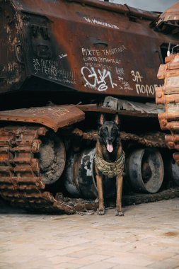 Kurşun geçirmez yelekli Malinois Dog. Çalışan köpek. Köpek bekçisi. Polis ve asker köpeği..