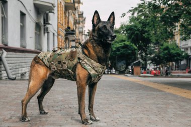 Köpek zırhı. Kurşun geçirmez yelek giymiş bir köpek. Belçika Çoban Köpeği Malinois
