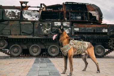 Malinois Dog kurşun geçirmez yeleklerle askeri ekipmana karşı. Belçika Çoban Köpeği Malinois