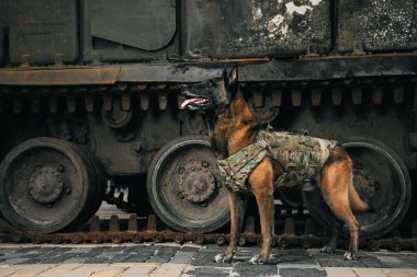 Malinois Dog kurşun geçirmez yeleklerle askeri ekipmana karşı. Belçika Çoban Köpeği Malinois