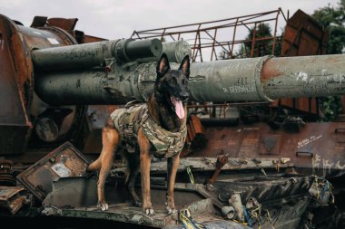 Kurşun geçirmez yelekli Malinois Dog. Çalışan köpek. Köpek bekçisi. Polis ve asker köpeği..