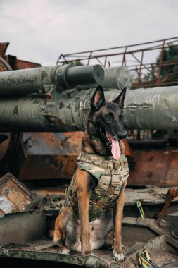 Kurşun geçirmez yelekli Malinois Dog. Çalışan köpek. Köpek bekçisi. Polis ve asker köpeği..