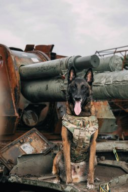 Kurşun geçirmez yelekli Malinois Dog. Çalışan köpek. Köpek bekçisi. Polis ve asker köpeği..