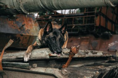 Kurşun geçirmez yelekli Malinois Dog. Çalışan köpek. Köpek bekçisi. Polis ve asker köpeği..