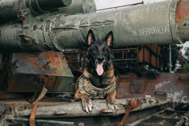 Kurşun geçirmez yelekli Malinois Dog. Çalışan köpek. Köpek bekçisi. Polis ve asker köpeği..