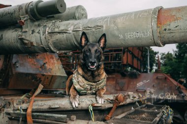 Kurşun geçirmez yelekli Malinois Dog. Çalışan köpek. Köpek bekçisi. Polis ve asker köpeği..
