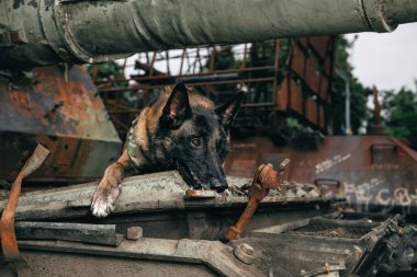 Kurşun geçirmez yelekli Malinois Dog. Çalışan köpek. Köpek bekçisi. Polis ve asker köpeği..