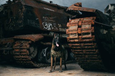 Kurşun geçirmez yelekli Malinois Dog. Çalışan köpek. Köpek bekçisi. Polis ve asker köpeği..