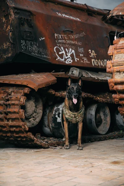 Malinois Dog Αλεξίσφαιρο Γιλέκο Εργατικό Σκυλί Σκυλοφύλακας Αστυνομία Και Σκύλος — Φωτογραφία Αρχείου