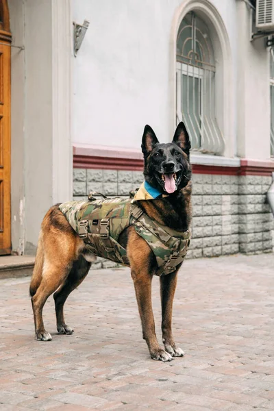 Köpek Zırhı Kurşun Geçirmez Yelek Giymiş Bir Köpek Belçika Çoban — Stok fotoğraf