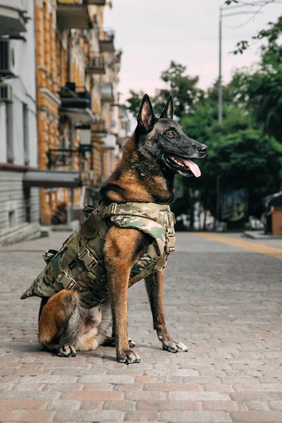 穿着防弹背心的狗比利时牧羊犬Malinois — 图库照片