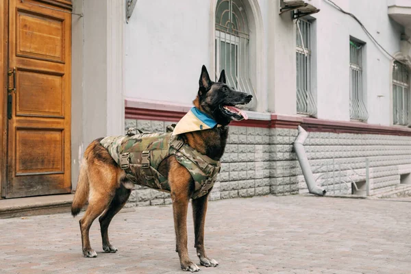 Köpek Zırhı Kurşun Geçirmez Yelek Giymiş Bir Köpek Belçika Çoban — Stok fotoğraf