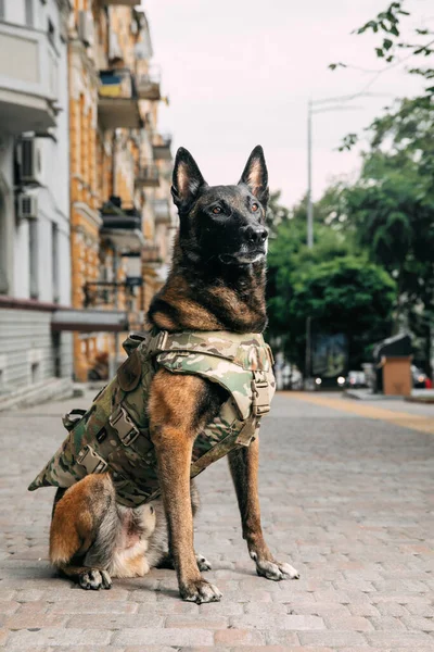 Dog Armor Dog Bulletproof Vest Belgian Shepherd Malinois Dog — Stock Photo, Image