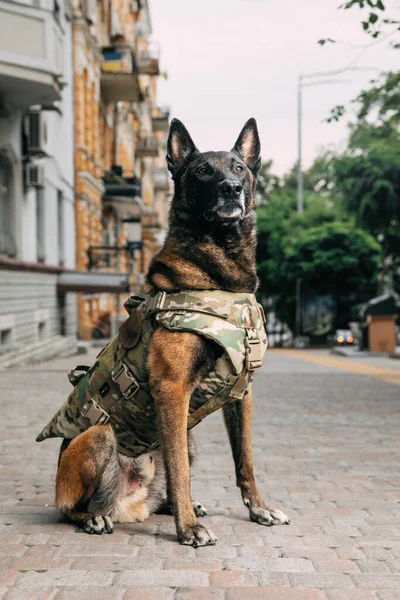 Dog Armor Dog Bulletproof Vest Belgian Shepherd Malinois Dog — Stock Photo, Image
