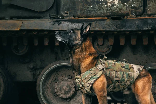 Malinois Dog kurşun geçirmez yeleklerle askeri ekipmana karşı. Belçika Çoban Köpeği Malinois