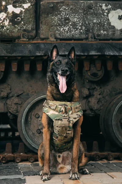 Malinois Dog Kurşun Geçirmez Yeleklerle Askeri Ekipmana Karşı Belçika Çoban — Stok fotoğraf